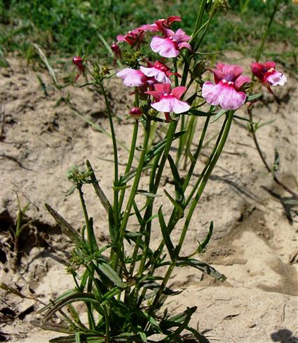 Nemesia strumosa